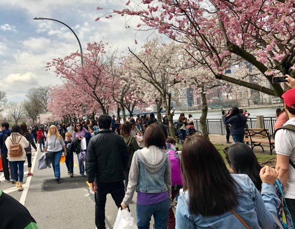 There will be no Roosevelt Island Cherry Blossom Festival this year Festival goes in 2019 will not return for 2020.